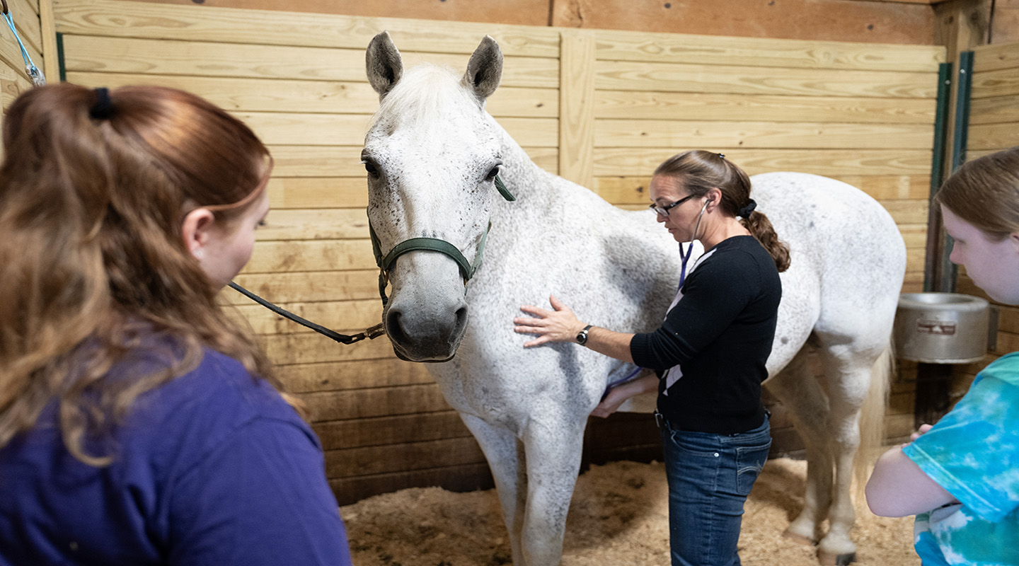students and instructor attending to a horse in the equestrian center
