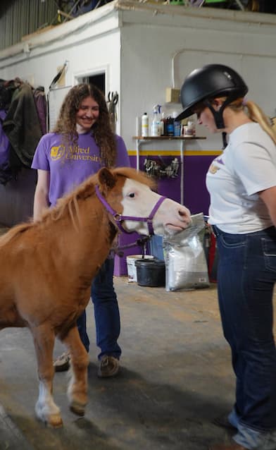 Two people interacting with a small brown horse in an indoor setting. One person wears a white shirt and helmet, while the other wears a purple shirt. The horse has a purple halter and stands calmly.