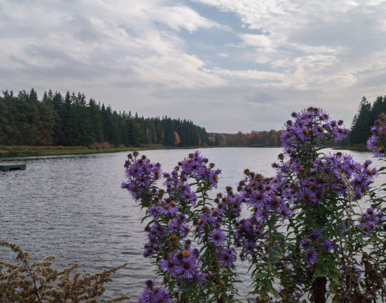 Foster Lake surrounded by trees with purple wildflowers in the foreground at Alfred University.