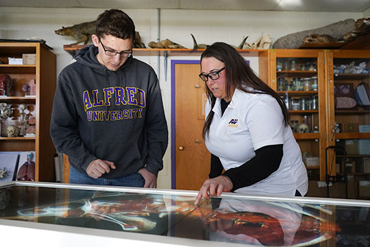 Alfred University’s digital cadaver table provides unique learning, teaching opportunities