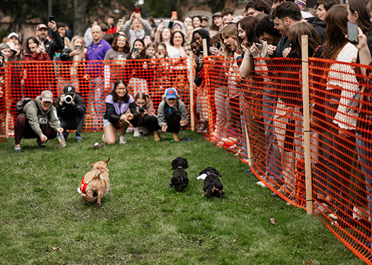 crowd of people cheering as dogs race