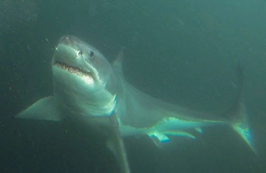 A great white shark swims underwater, showing its open mouth and sharp teeth.