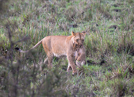 A lioness carries her cub through tall grass in a grassy field.