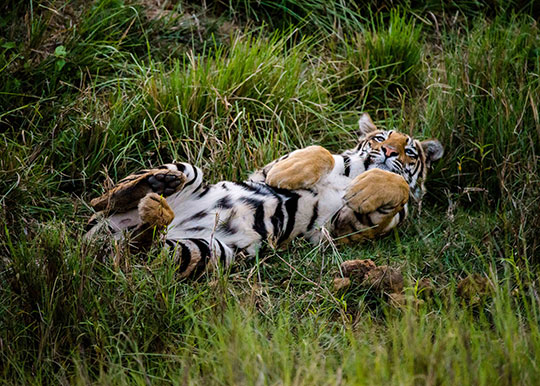 A tiger lies on its back in the grass, looking relaxed with its paws in the air.