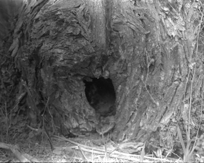 Tree hole    
