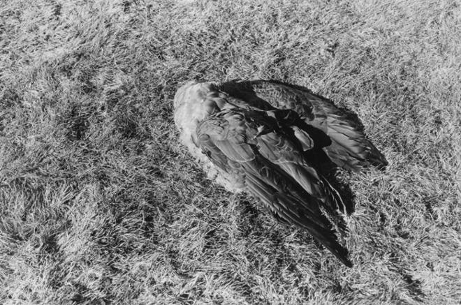 A black-and-white photograph depicting a decapitated bird laying on its side in the grass.