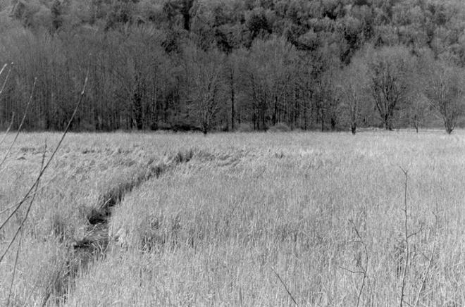 A black-and-white photograph of a marsh leading to a wooded hill. The marsh in the lower half of the photograph is overgrown with tall reeds. Some twigs are visible in the foreground. On the left-hand side of the photograph, a narrow stream of water flows back towards the tree line. The upper half of the photograph depicts a dense forest of leafless trees.