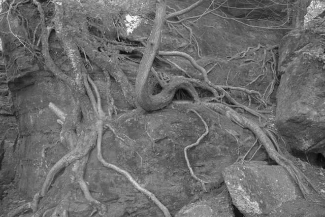 A photograph of intertwining tree roots.