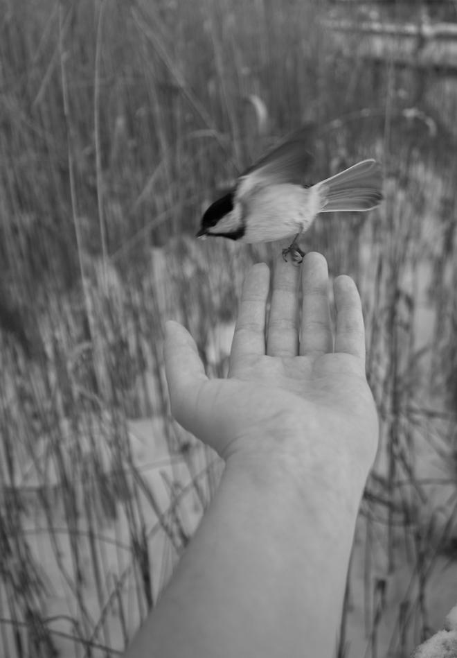 A photograph of a chickadee taking flight from a person's hand.