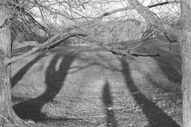 A photograph of two trees that frame the edges of the photo with many shadows receding. 