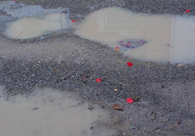 Puddles with bright red flower pedals and a wet plastic bag