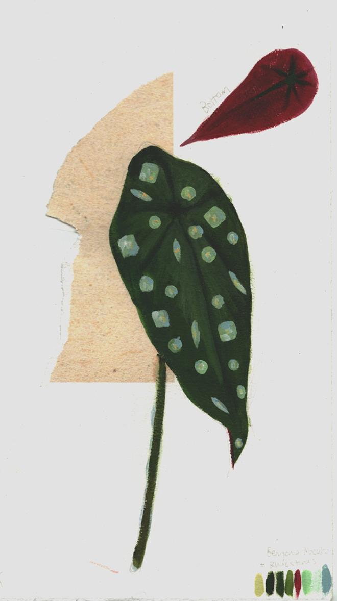 An illustration of a spotted houseplant but, the spots are painted to look like rhinestones. In the top left corner there is a smaller illustration to show a top down view of the leaf. 