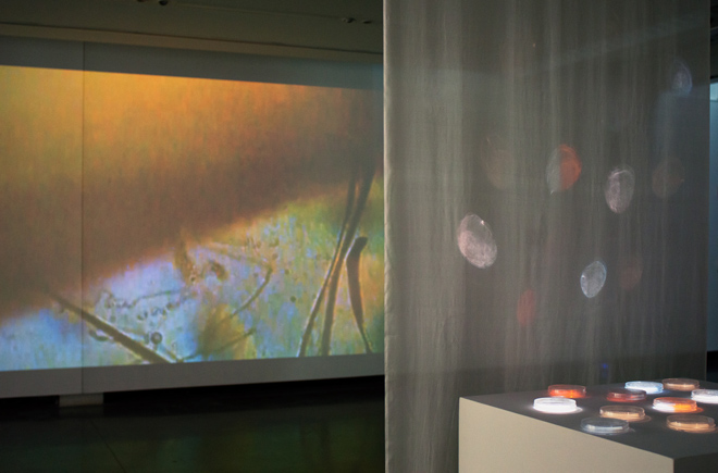 projected video mapped on petri dishes which reflect light onto hanging silk