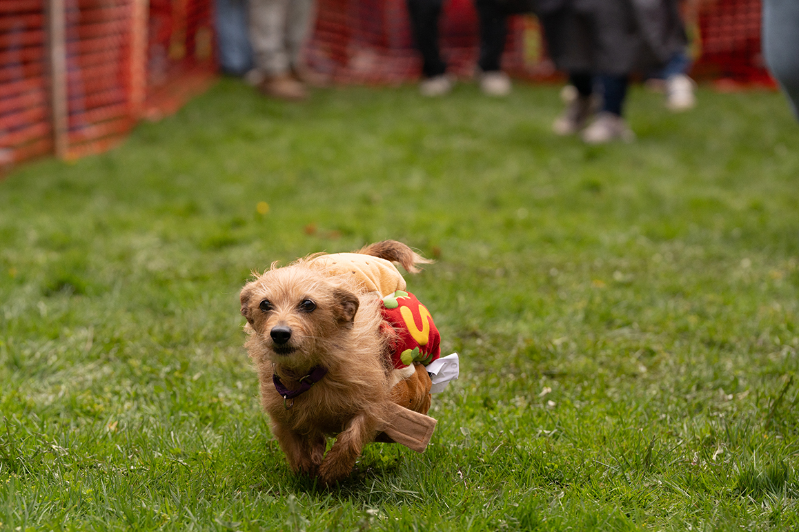 A photo of a small dog wearing a hot dog costume running in the grass