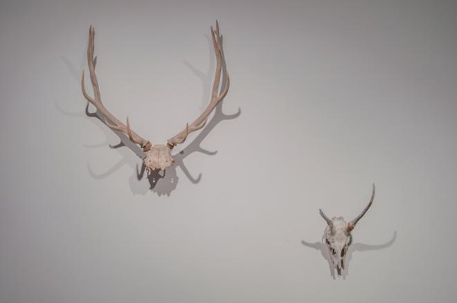 Two Antlers Handing on Wall
