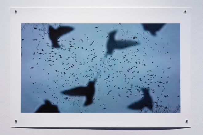 Crow cluster print