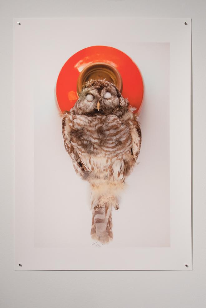 art involving owl