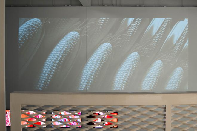 Corn Field Projecting