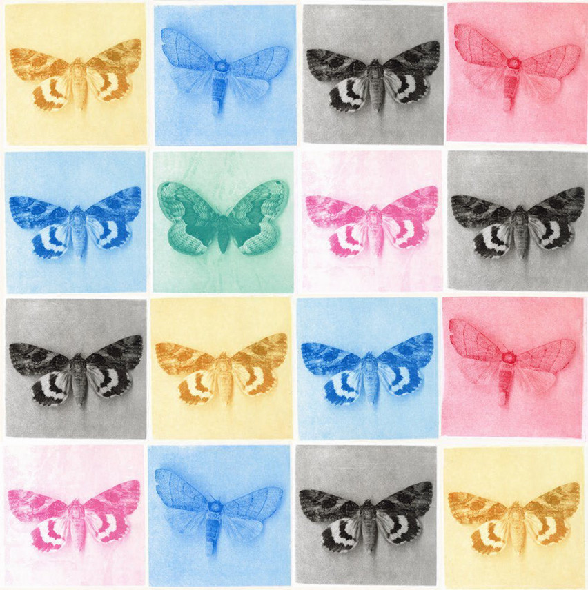 screen print of various butterflies and moths