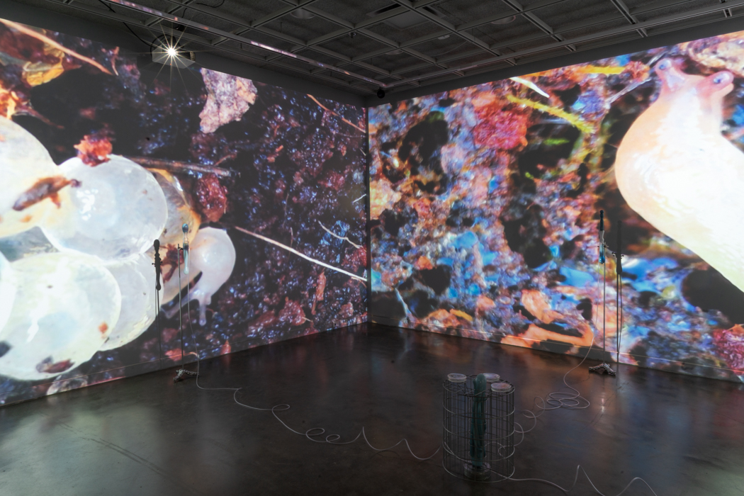 A dark room with large abstract projections of organic textures covering the walls.