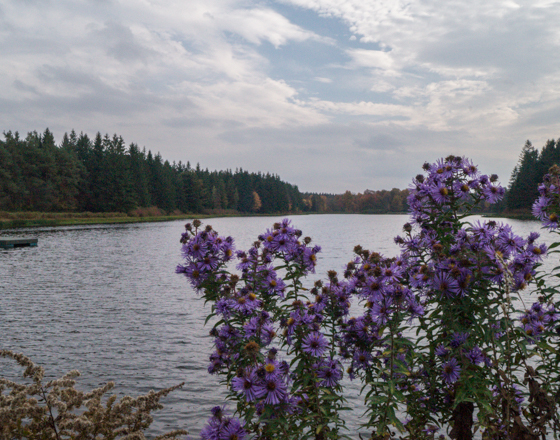 Foster Lake with flowers