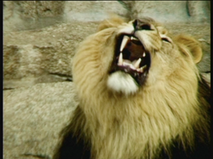 video still lion roaring